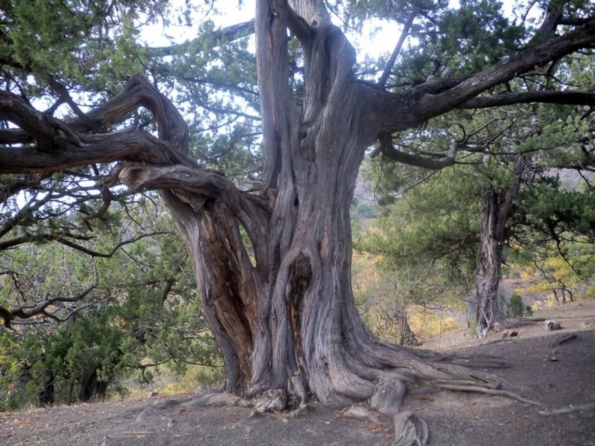 Тис дерево Тысячелетний